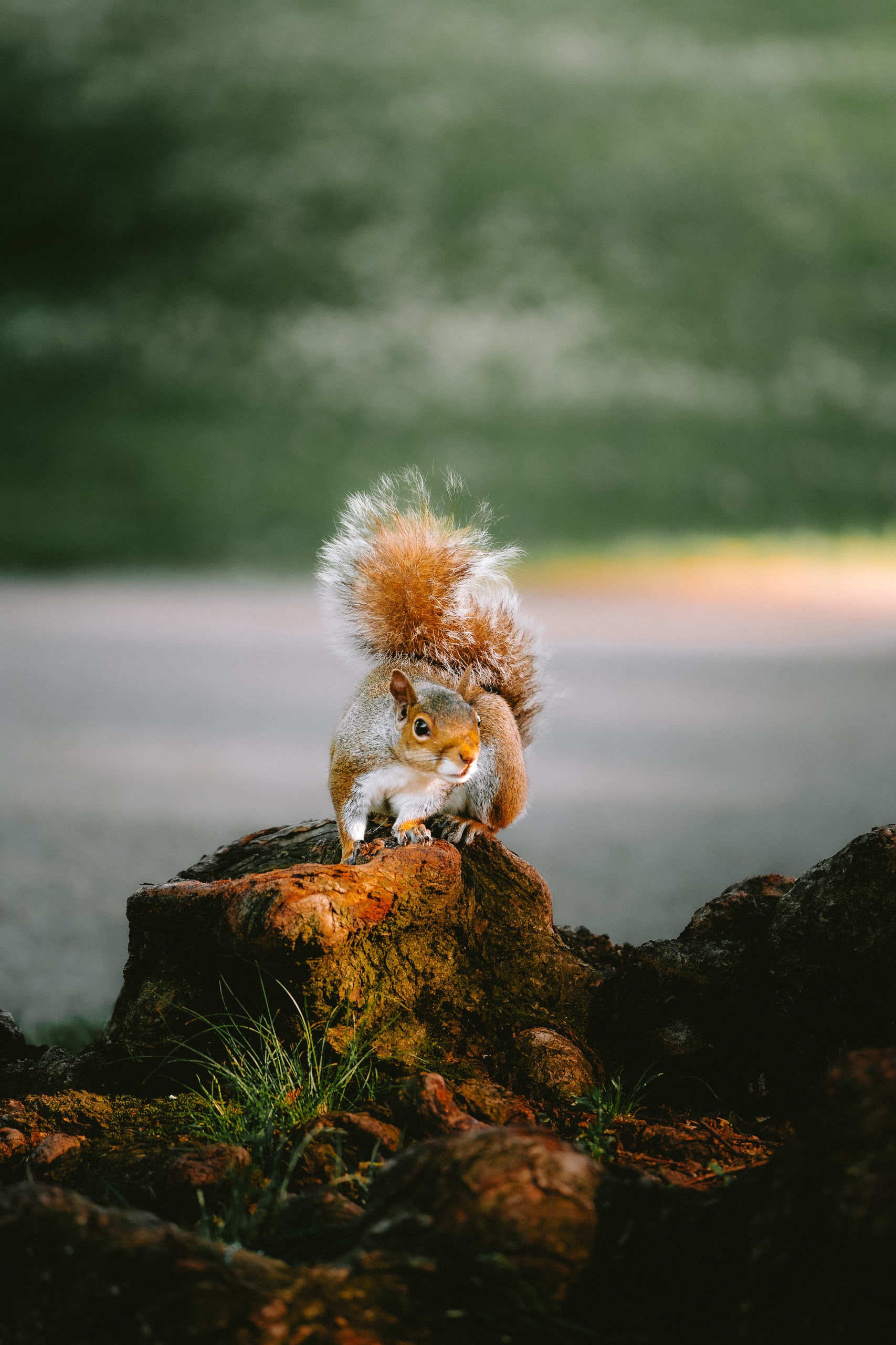 A squirrel sitting upright on a mossy stump