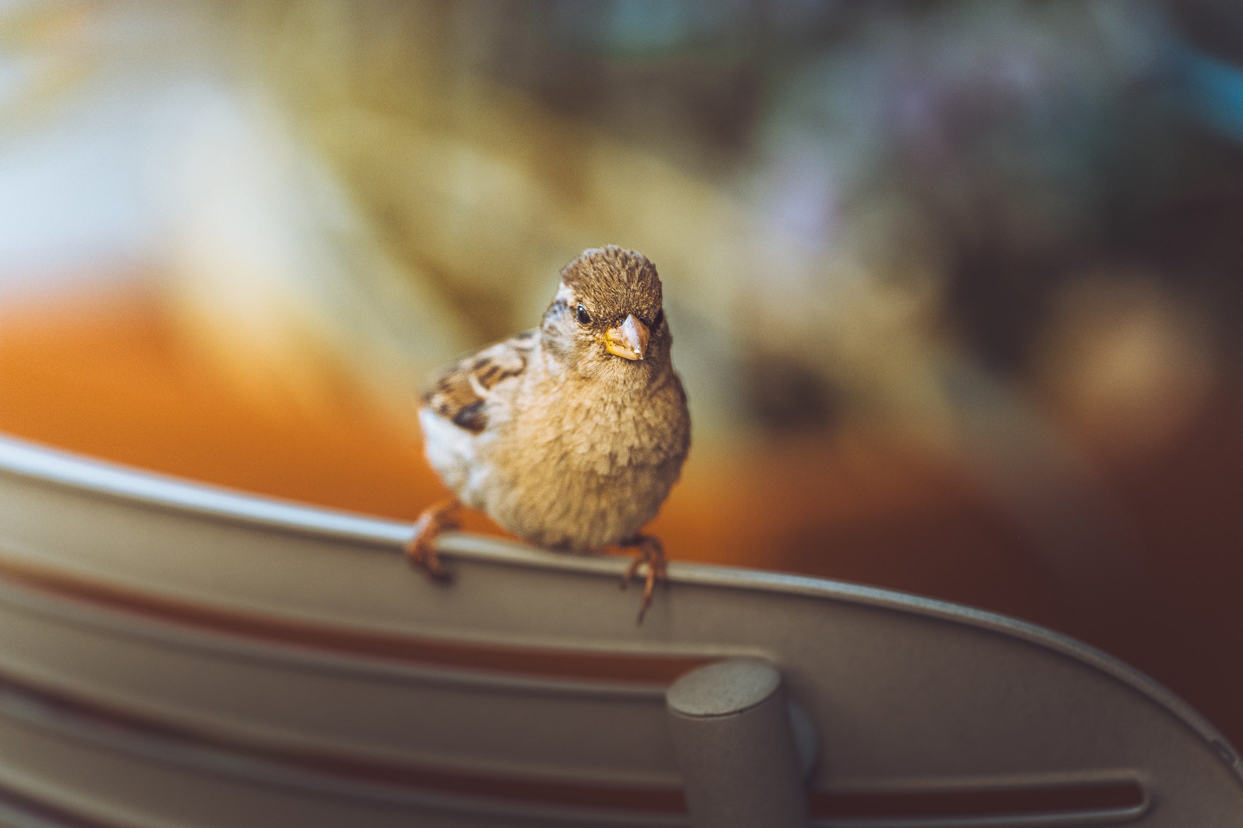A sparrow perched on the rim of a bowl